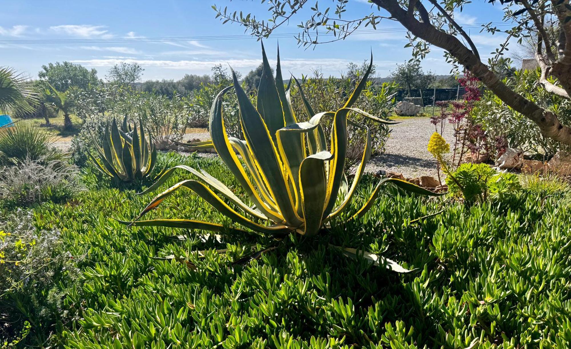 Finca Es Velar سنتاني المظهر الخارجي الصورة